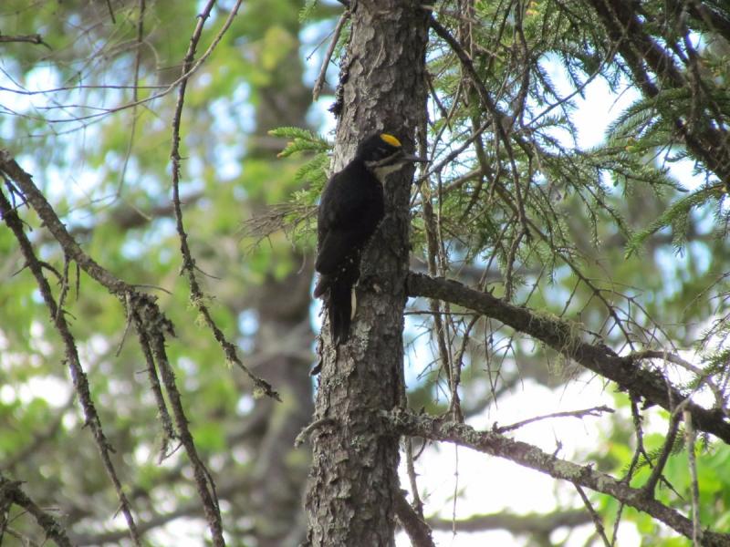 Black-backed  Woodpecker, Katahdin Woods and Waters National Monument, Jeff Wells, birds, Maine